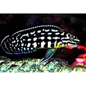 Julidochromis Marlieri Zambia 5-6cm